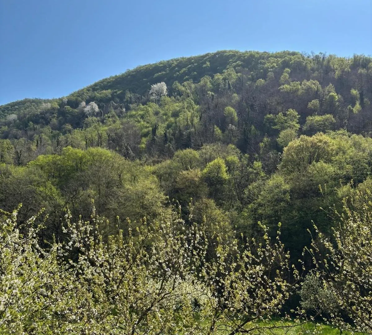 Oda ve Kahvaltı Biancogelso B&B Vegan Gardone Riviera